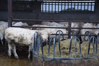 Engraissement : 10 tonnes d’aliment économisées !