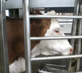 Installer un robot de traite : incidences sur la conduite de l’exploitation