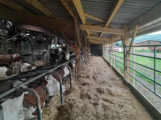 Favoriser un confort optimal des animaux pendant l’été