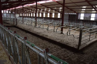 Logettes sur caillebotis pour des charolaises