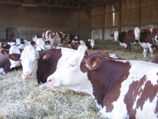 Quelles alternatives à la paille ?