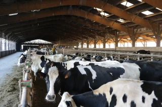 Ces courants parasites qui perturbent le quotidien des animaux d'élevage