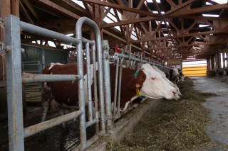 Au Valentin, confort de travail et bien-être animal dans les nouveaux bâtiments