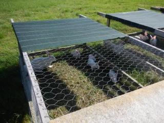 Lapin bio : performances et clés de réussite