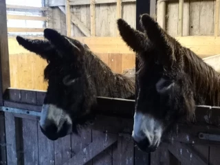 Les Baudets du Poitou d'Ardèche s'exportent jusqu'en Suède