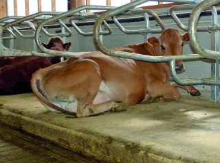 Le nouveau concept de logettes Omega priorise le confort de l’animal et de l’éleveur