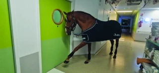 Le cheval Peyo, un soignant pas comme les autres