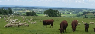 Mixer ovins et bovins en système herbager : des bénéfices existent