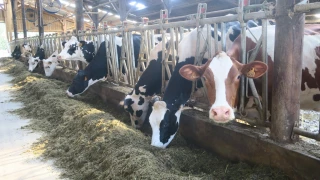 Coup de projecteur sur l’élevage laitier ardéchois