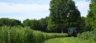 Les prairies semées sous couvert de méteils