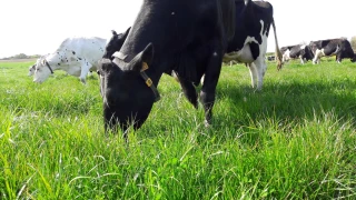 Comment relancer la production des prairies après la sécheresse et la canicule ?