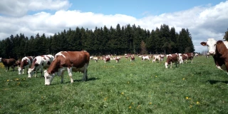 Mise à l'herbe : comment profiter de la précocité ?