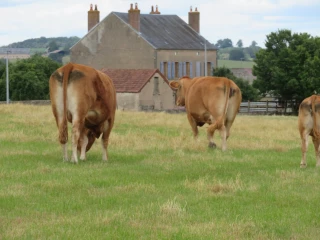 Sécuriser la mise à l’herbe au temps de la FCO et de la MHE