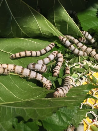 Un appel à la relance de la filière séricicole