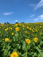 Silphie : une culture écologique d’avenir