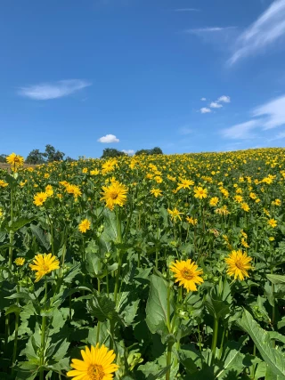 Silphie : une culture écologique d’avenir