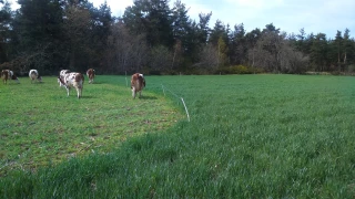 Le pâturage pour faire face à la hausse du prix des intrants 