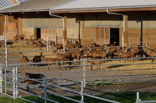 Un certificat de spécialisation caprin bio au Pradel