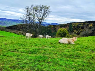 Prairies, couverts végétaux : des puits de carbone intéressants