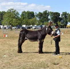 Zoom sur le Baudet du Poitou ! 
