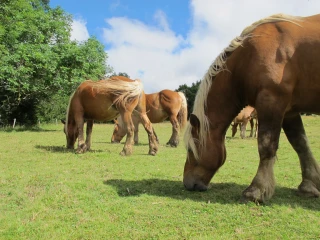 Une « victoire syndicale » pour la filière des chevaux de trait