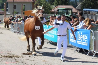 Trois ardéchois au concours national de chevaux de trait