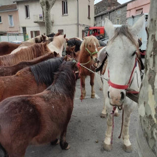 La saison des foires aux chevaux est lancée ! 