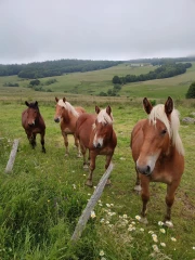 Chevaux de trait : le Comtois, star des élevages ardéchois