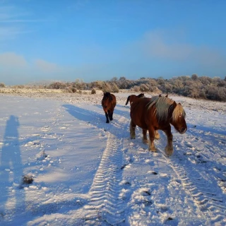 La dynamique de la filière des chevaux de trait, une question de cycle