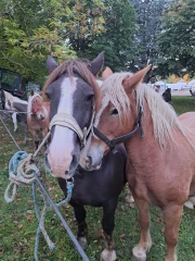 La foire aux champignons et au chevaux attire un large public !