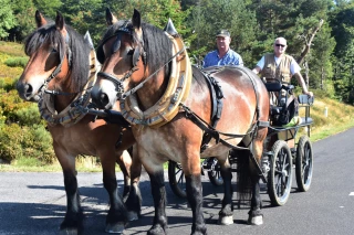 Joël Eyraud, passionné de chevaux et d’attelage 