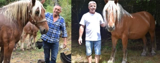 Chevaux de trait, une affaire de passionnés 