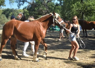 Fête du cheval, de la traction à l'attraction ! 