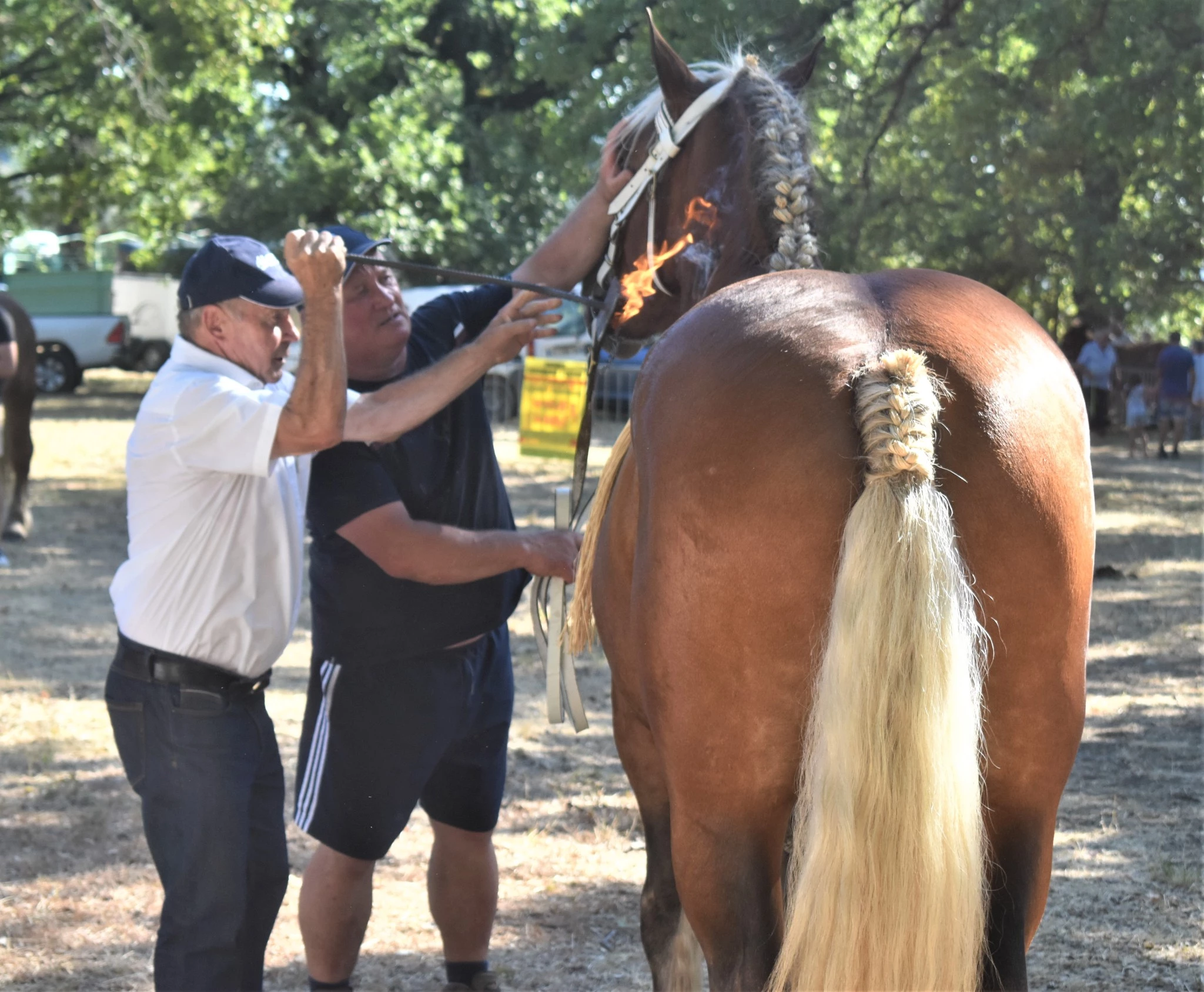 Le marquage des pouliches comtoises réalisé dans les règles de l'art