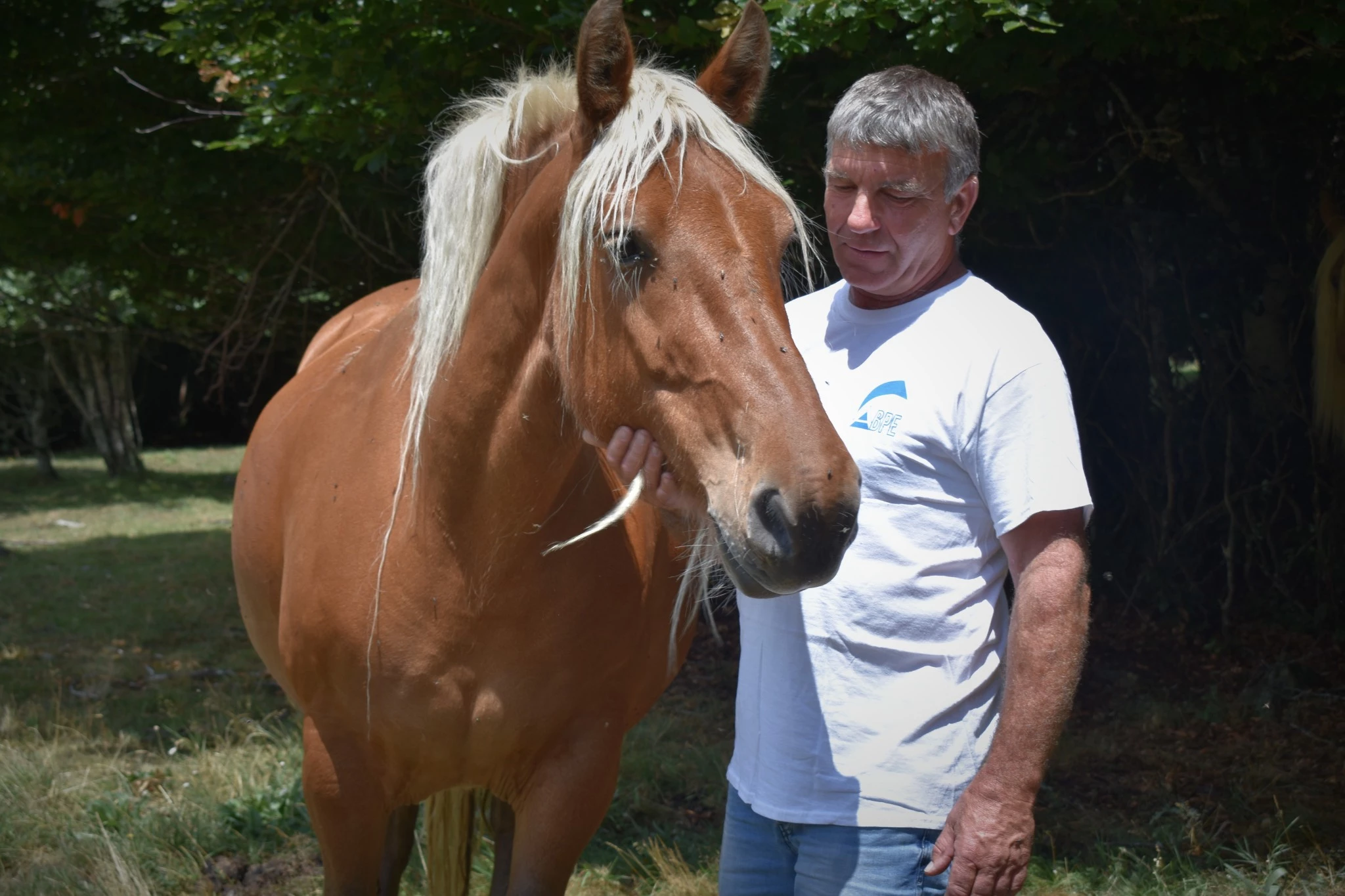 Alain Vigne : « Les Comtois ont beaucoup d’allure et très bon caractère »