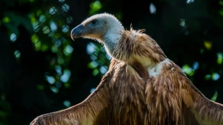 Un poulain attaqué par des vautours