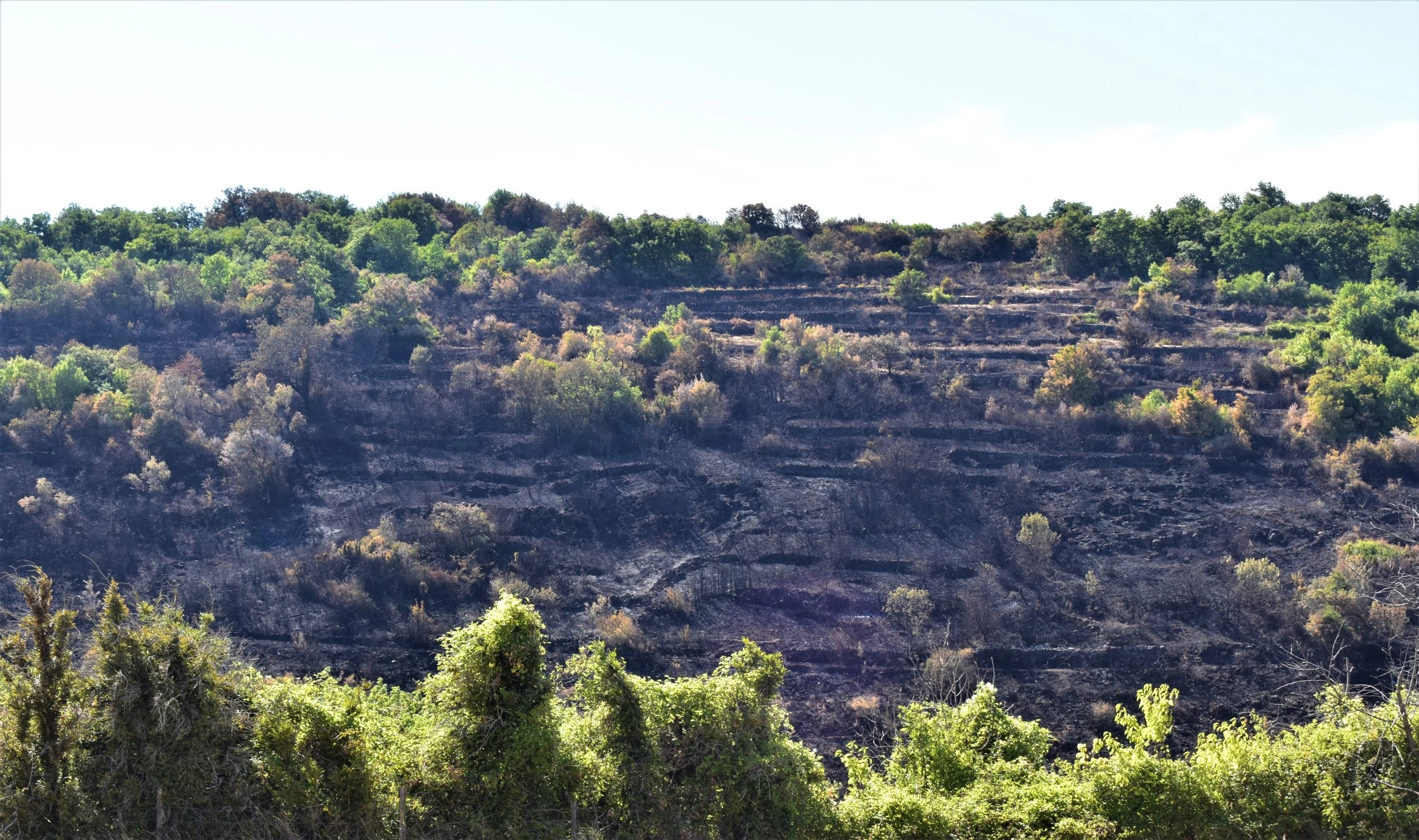 En tout, Thierry et Laurent Guérin ont perdu 22 ha de terrain