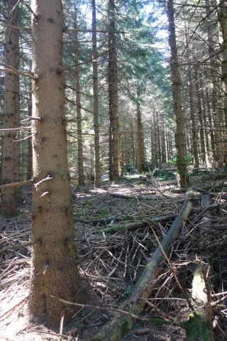 Les forestiers privés de l’Ardèche tournés vers l’avenir