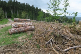 La forêt ardéchoise et sa filière bois en transition