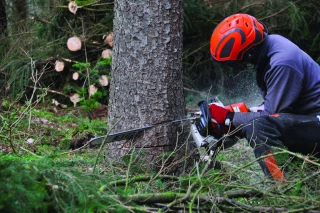 Le bois, première énergie renouvelable de France