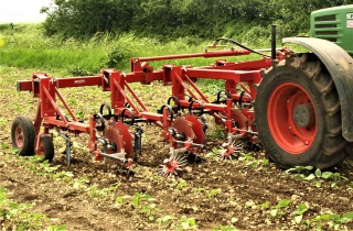 Gestion de l’ambroisie dans les cultures de printemps