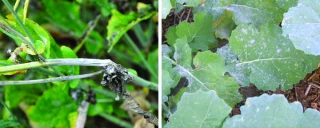 Colza : comment se prémunir contre le risque de sclérotinia et oïdium ?