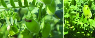 Gestion d’héliothis, un ravageur de plus en plus présent