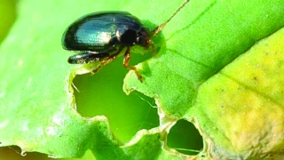 Évaluer et gérer le risque des principaux ravageurs d’automne du colza