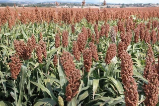 Le désherbage du sorgho