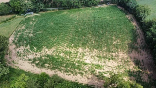 Un nouveau guide pour lutter contre les dégâts des corvidés