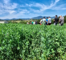 La luzerne : une solution pour faire face au manque d’eau ?
