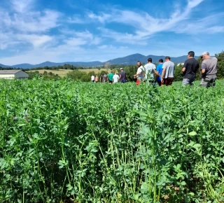 La luzerne : une solution pour faire face au manque d’eau ?