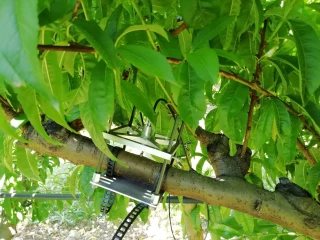La dendrométrie au service de l’irrigation en verger