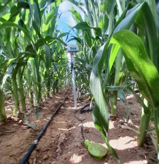 Irrigation : quelles marges de manœuvre pour des pratiques optimisées